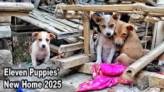 feeding eleven hungry puppies | they are waiting little mama to give milk
