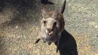 Kyabram Fauna Park 4K
