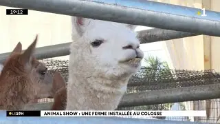 Un dromadaire, des paons, des lapins, des ânes... au Parc du Colosse ce week-end,