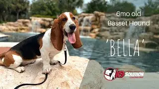 6MO OLD BASSET HOUND 'BELLA'/DOG TRAINING