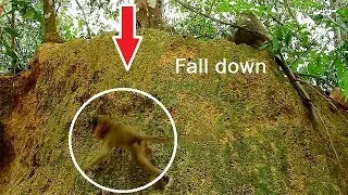 Baby monkey Lola fall down from the hill