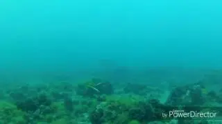 Pesca submarina, Entre dentones.