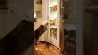 Raccoon Breaks Into Pantry, Gets Head STUCK in Peanut Butter! 🥜🤣 (Rocky's Epic Fail)