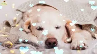 Super Relaxing Sleep Music For Dogs And Puppies ♫ Relax Your Dog Within 10 Minutes