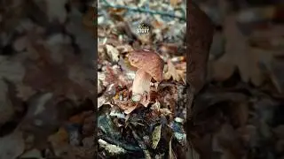 Вечірнє тихе полювання 🍄&zwj;🟫🍁🍂#mushroom #forest #autumn #ліс #nature #грибочки #осінь #дощ #rain