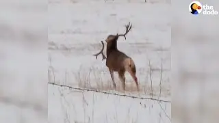 Buck Sheds Antlers Like NBD | The Dodo