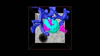 Enhanced FIB-SEM images of ER exit sites being internalized into lysosomes in nutrient-starved cells