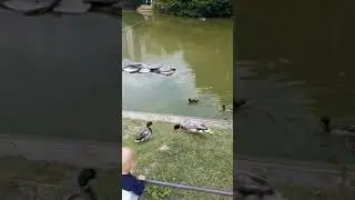 Утки в парке🦆Ducks in the park