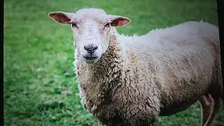 Sheep Bleating Sound