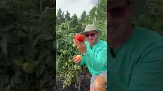 These Tomatoes Can Take the Heat!