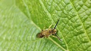 Halictidae