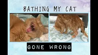 Giving my cat a bath (gone wrong)