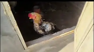 ZK turkey farm sy special visit Kashif bhai ki taraf sy 