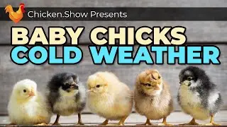 How To Raise Baby Chicks in Cold Weather with an Ohio Brooder
