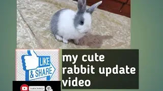 rabbit status video #shorts