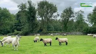 2024 National Sheep Welfare Scheme