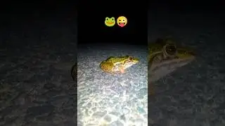 #teplonghengfunny​​#funny​​ frogs#animal​​ frog survival#catch​​#animals​​#fun​​#frog​​#frogs​​#