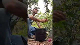 5 blueberry harvesting tips