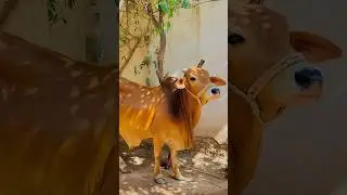 ❤️🥹🥹 | #shortvlogkht #kohat #viral #trending ding