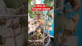 Stres Air Pembuahan Anggur