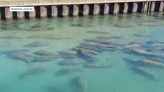 160 manatees spotted at Manatee Lagoon amid cold snap