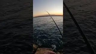 Light jigging al sugherello..🔥         #fishing #jigging #sea #pescainmare #passion