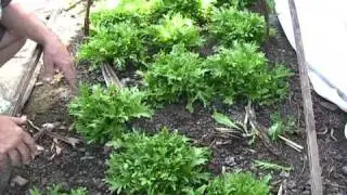 Growing Vegetables Under Cover