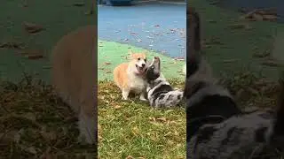 #коргипемброк #corgi #corgilife ##corgilife #собака #corgiworld #видео #москва24 #видеоприколы