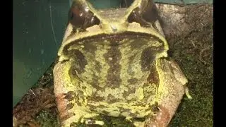 Long Nosed Horned Frog - Horned Leaf Frog of Indonesia, Malaya, Borneo and Sumatra