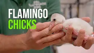 Flamingo Chicks Taken Under Wing of Whipsnade Zookeepers