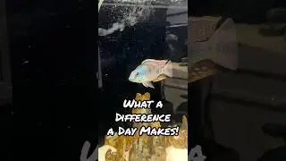 Daily Improvement!