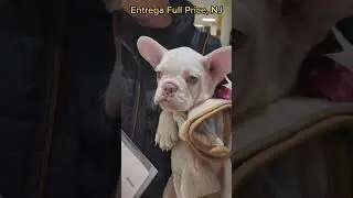 Frech Bulldog delivered