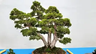 Exposición de bonsáis Zaragoza 2024