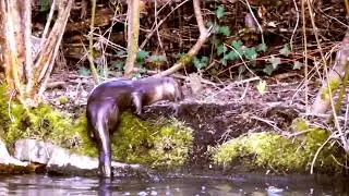 RIVER OTTER IN THE POND!