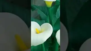 ЧТО ДЕЛАТЬ С КАЛЛОЙ ПОСЛЕ ЦВЕТЕНИЯ ? ОБРЕЗАТЬ ? В ХОЛОД ? ИЛИ ВЫБРОСИТЬ ?