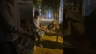 Jay Shri Krishna Radhe Radhe#gaumata #seva #animals #parmanandji #cowlover #viralvideo ##india ##cow