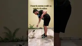 5 Pasos para ense&ntilde;arle a tu perro a pasear con correa 🔥#shorts #educacioncanina