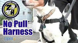 Шлейка Freedom No Pull от 2 Hounds Design