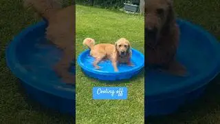 The kiddie pool got lots of use during this heat wave summer! #doodleswim