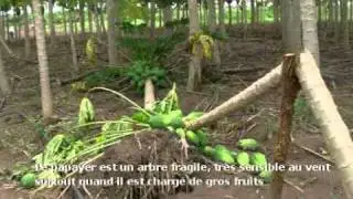 Ecotourisme au Bénin : le Centre Songhai de Parakou (Borgou)
