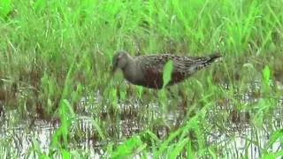Hudsonian Godwit - (Limosa haemastica) - Feeding in Wet Field of Grass