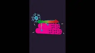 Что такое двигательные единицы и как они связаны с гипертрофией мышц? #шорты