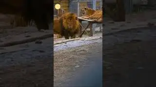Huge Barbary lion.Called Mr Big.SUBSCRIBE.#barbarylion.