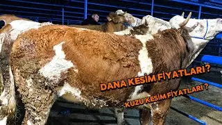 2 Şubat 2026 PAZARTESİ BOLU CANLI HAYVAN PAZARI 
