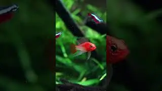 40 gallon breeder feeding frenzy