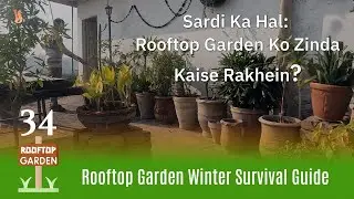 ❄️ Rooftop Garden Winter Survival Guide | Cold Weather Gardening Tips 🌱