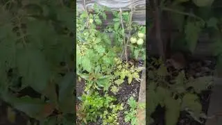 low maintenance vegetable garden update