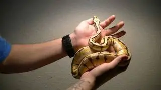 2012 ball python collection update GDH