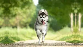 Best of Pomsky Part-2 | The Cutest Cross Breed