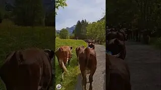 Traditionnelle mont&eacute;e en alpage 🐮